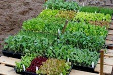 Calliope Farms Transplants