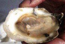 RDAD Oysters of Berlin MD