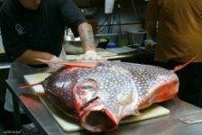 Shark on the Harbor Fish Fresh_mini
