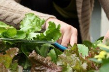 DIY Garden Under $25 Ami Reist