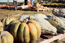 Adkins_Pumpkins_Ami_Reist2