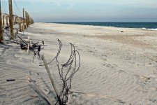 Assateague_ShoreBread2
