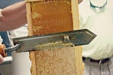Eastern_Shore_Honey_Bees_1_2