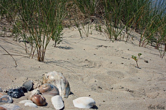 Eastern_Shore_Seashells_4_2