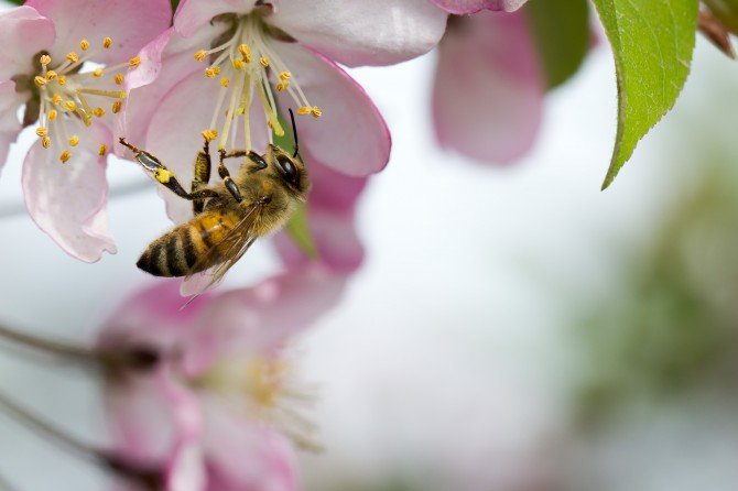 Honey_Bee_Cherry_Blossom_Shorebread2