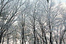 How to Care for Trees in the Winter - Ocean Pines, MD