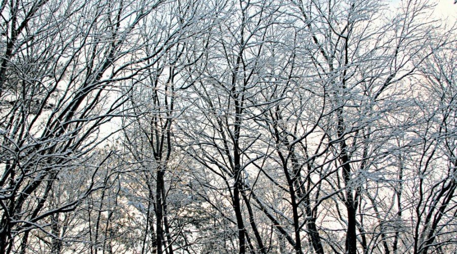 How to Care for Trees in the Winter - Ocean Pines, MD