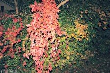 Virginia_Creeper_vs_Poison_Ivy2