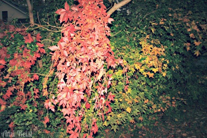 Virginia_Creeper_vs_Poison_Ivy2