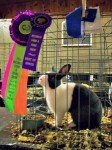 Wicomico_Farm_and_Home_Show_Rabbit2