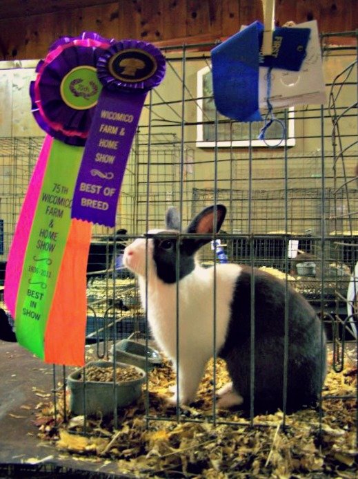 Wicomico_Farm_and_Home_Show_Rabbit2