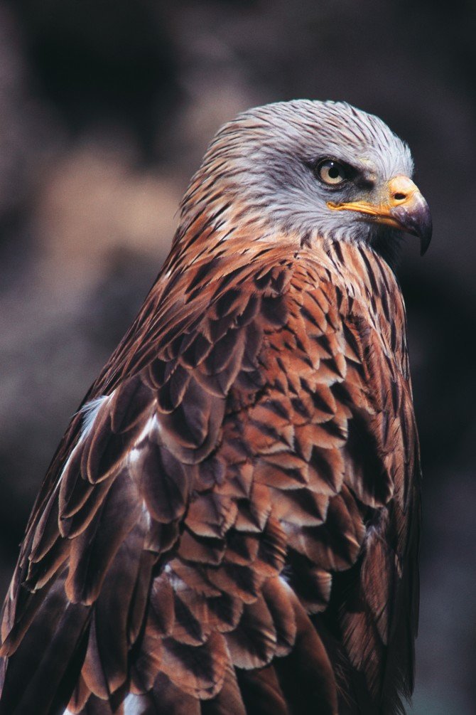 bird-00052
