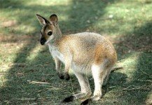 wallaby_salisbury_MD_zoo2