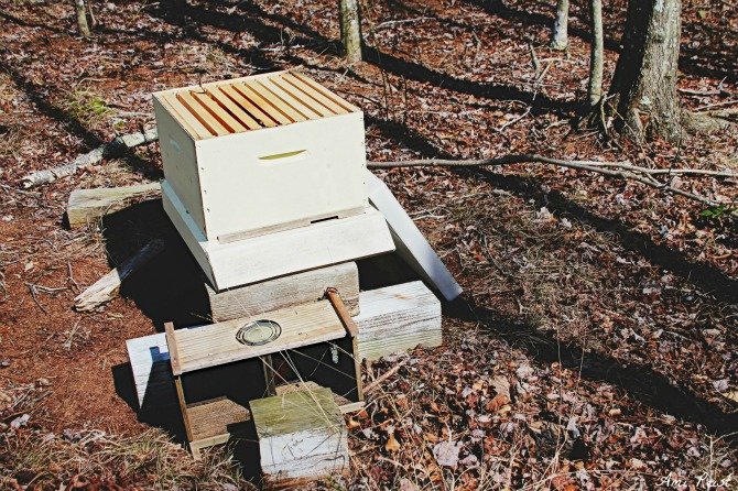 Berlin MD Beehive Ami Reist Beekeepers
