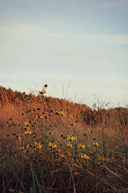 Black-Eyed Susans, Rudbeckia hirta, MD Native Flower Plant, Ami Reist