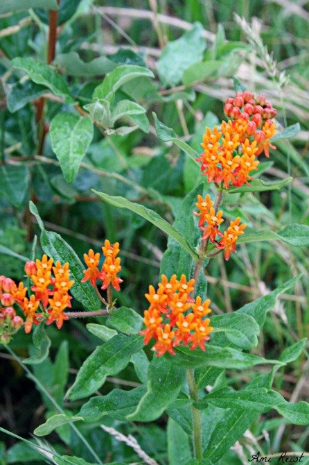 Butterfly Milkweed, Asclepias tuberosa, Maryland Native Plant, MD, Ami Reist