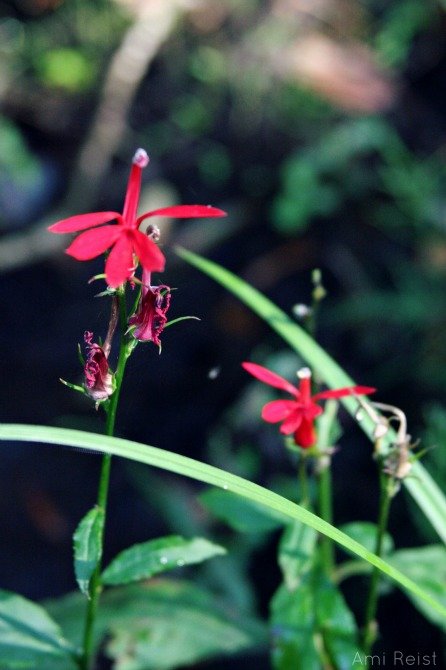 Cardinal Flower, Lobelia cardinalis, MD Native Plant, Ami Reist