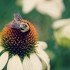 Echinacea, Cone Flower, MD Native Flower Plant, Ami Reist
