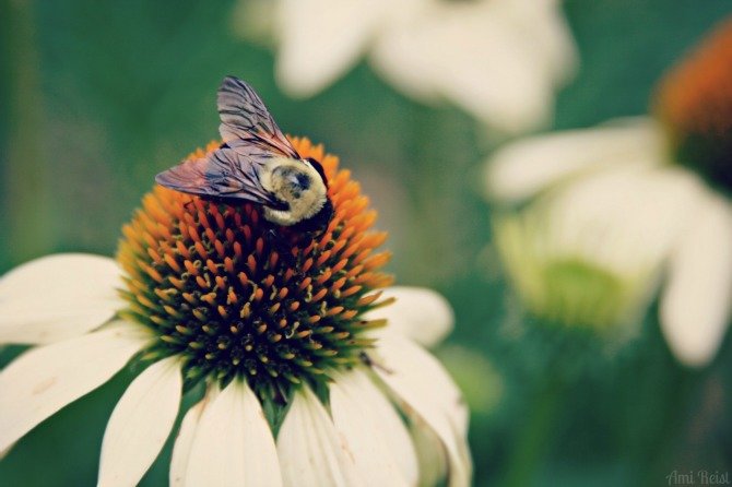 Echinacea, Cone Flower, MD Native Flower Plant, Ami Reist