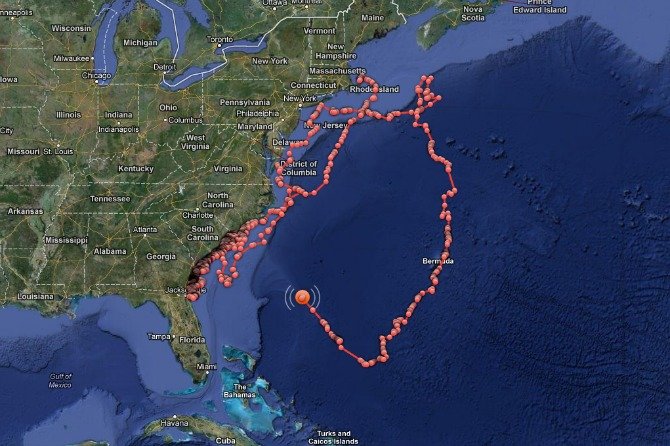 Mary Lee Shark Tracking Ocean City MD