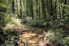 Snow Hill MD Cypress Swamp River (2)