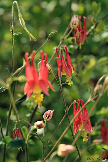 Wild Columbine flower, Aquilegia, MD Native Flower Plant, Ami Reist