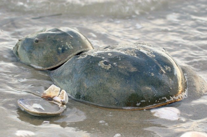 Horseshoe Crab Mating Season - Ocean City, MD