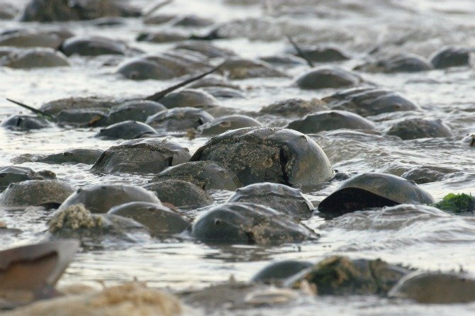 Horseshoe Crab Spawning Reproduction Season - Ocean City MD