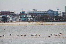Skimmer Island - Ocean City, MD - Dredging (1)