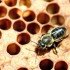 Bee with deformed wing from Varroa mite