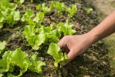 Lettuce seedlings being planted - Salisbury MD