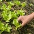 Lettuce seedlings being planted - Salisbury MD