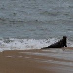 seal-spotted-oc
