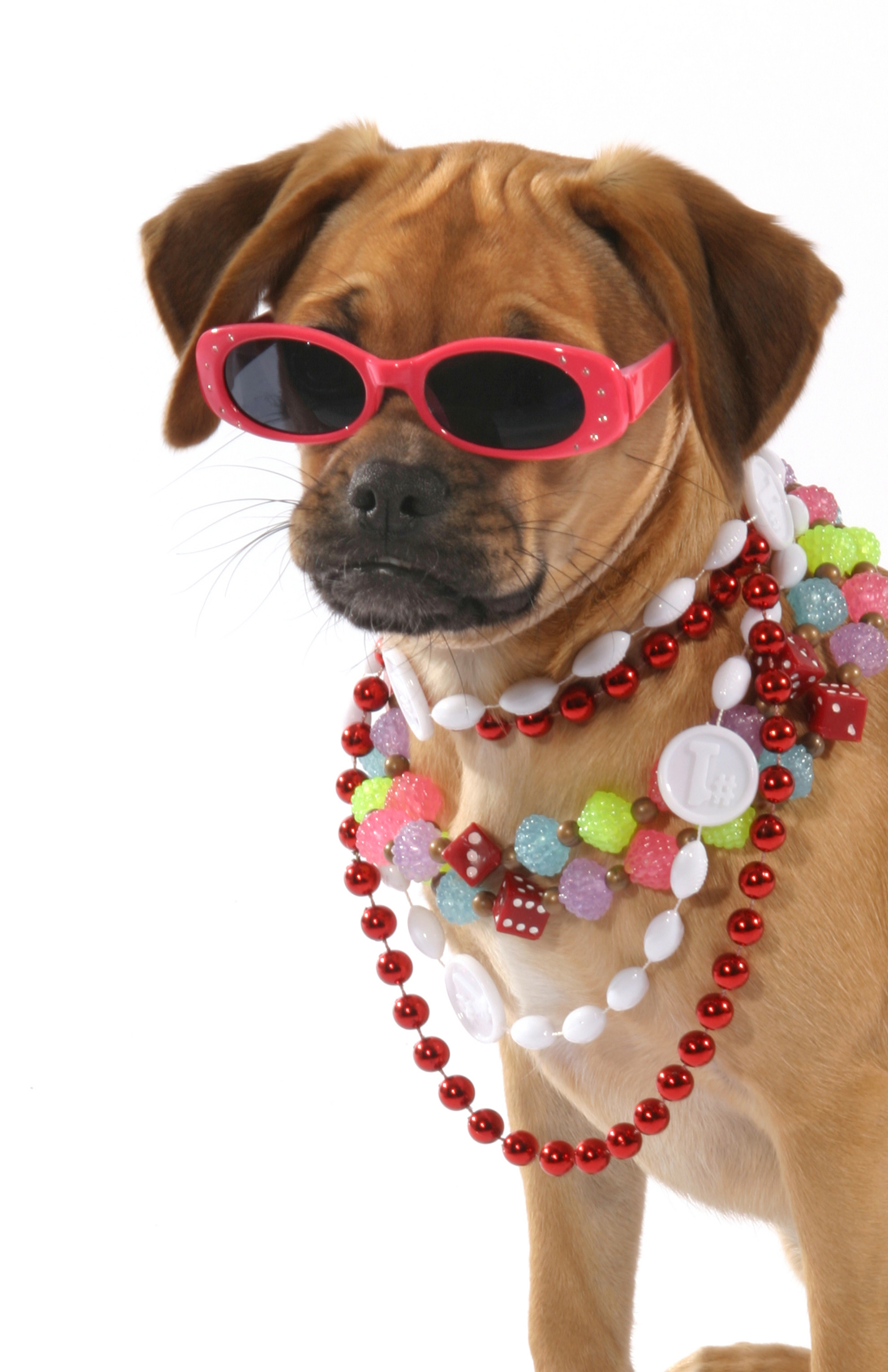 Dog all dressed up in beads