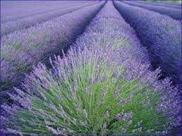 lavender