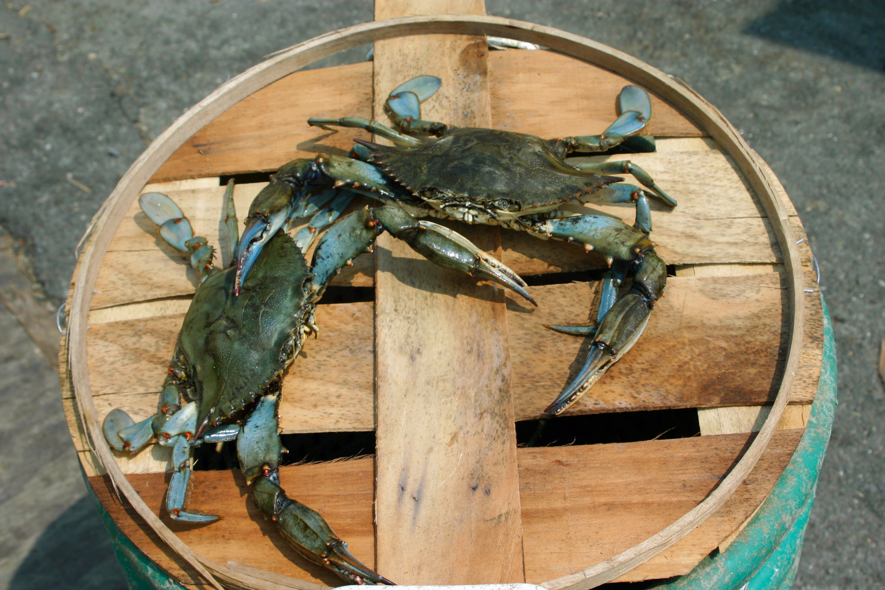 two crabs on top of crab bucket