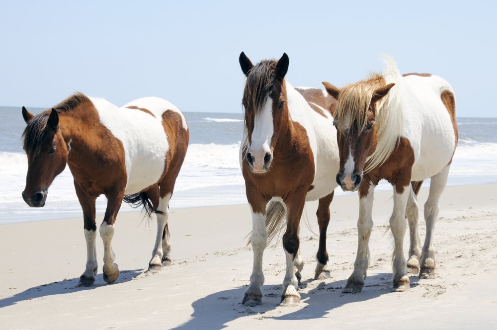 assateague horses