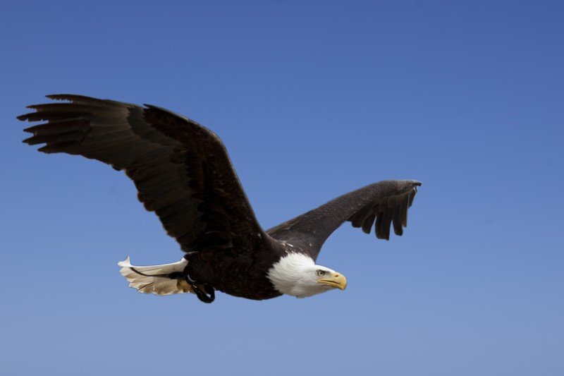 ShoreBread Invesigates Bald Eagles on the Shore