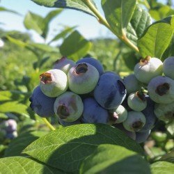 Garden of Eden Blueberries