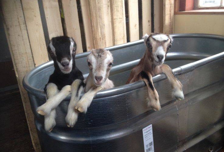 goats in a metal wash bin at the wicomico county fair