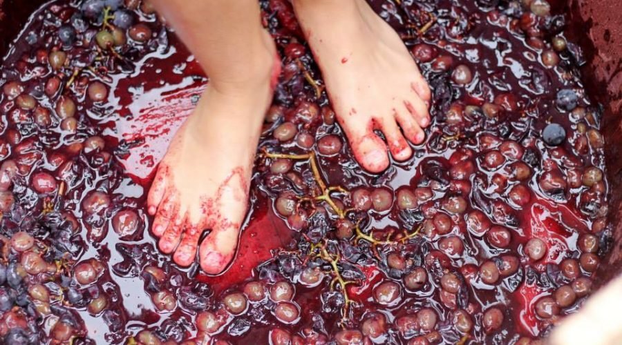 stomping red grapes with feet in barrel at CrowFest event