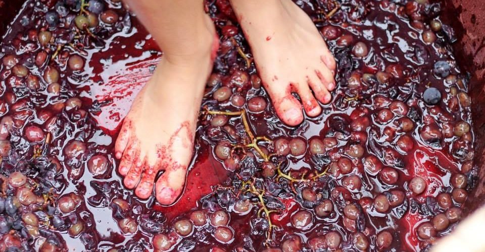 stomping red grapes with feet in barrel at CrowFest event