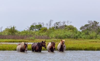 wild horses crossing river at assateague island