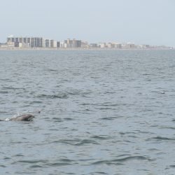 Dolphins from the Sea Rocket