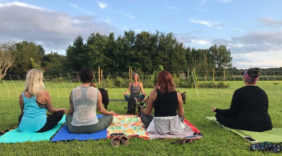 sunset goat yoga with goats playing in field as people meditate