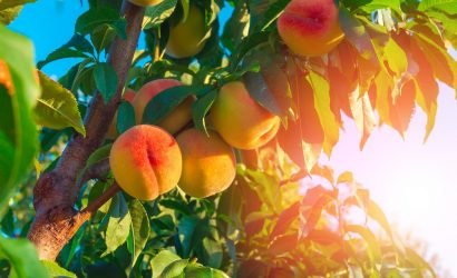 Bright Orange and Pink Peaches Hanging on Tree