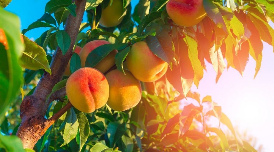 Bright Orange and Pink Peaches Hanging on Tree