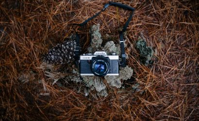 vintage camera set on a tree stump surrounded by pine needles