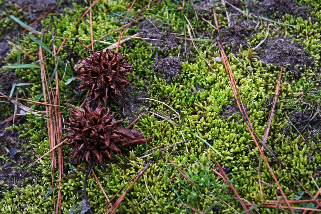 Does Moss Really Grow on the North Side of Trees? Mosses and Liverworts ...