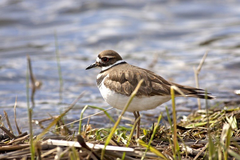 Wild Goose Chase, Migratory Birds on the Shore | Shorebread